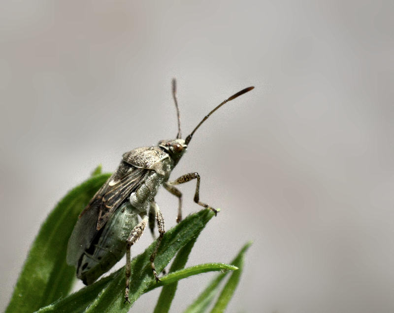 Rhopalidae: Stictopleurus gr. punctatonervosus/crassicornis